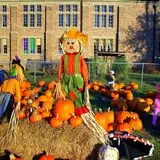 First Presbyterian Pumpkin Patch photo