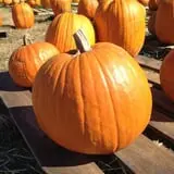 First Presbyterian Pumpkin Patch photo