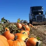 First Presbyterian Pumpkin Patch photo