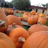 First Presbyterian Pumpkin Patch photo