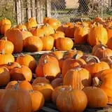 First Presbyterian Pumpkin Patch photo