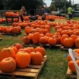 First Presbyterian Pumpkin Patch photo