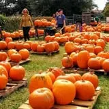 First Presbyterian Pumpkin Patch photo