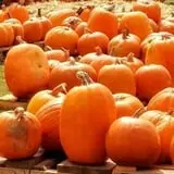 First Presbyterian Pumpkin Patch photo