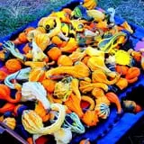 First Presbyterian Pumpkin Patch photo