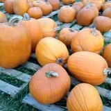 First Presbyterian Pumpkin Patch photo
