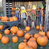 First Presbyterian Pumpkin Patch photo