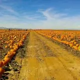 First Presbyterian Pumpkin Patch photo