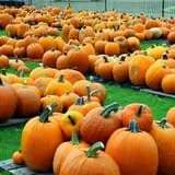 First Presbyterian Pumpkin Patch photo