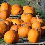 First Presbyterian Pumpkin Patch photo