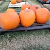 First Presbyterian Pumpkin Patch photo