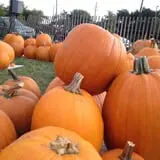 First Presbyterian Pumpkin Patch photo