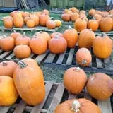 First Presbyterian Pumpkin Patch photo