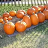 First Presbyterian Pumpkin Patch photo