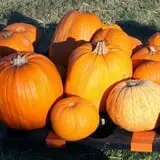 First Presbyterian Pumpkin Patch photo