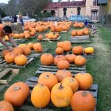 First Presbyterian Pumpkin Patch photo