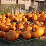 First Presbyterian Pumpkin Patch photo