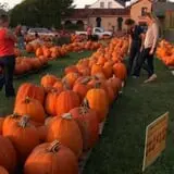 First Presbyterian Pumpkin Patch photo