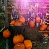First Presbyterian Pumpkin Patch photo