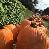 First Presbyterian Pumpkin Patch photo
