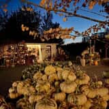 Gordon Skagit Farms photo
