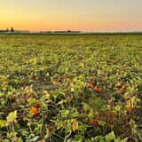 Gordon Skagit Farms photo