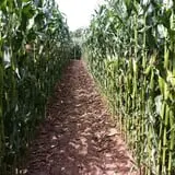Harris Hill Farm Pumpkin Patch & Hayride photo