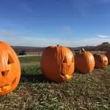 Harris Hill Farm Pumpkin Patch & Hayride photo