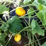 Harris Hill Farm Pumpkin Patch & Hayride photo
