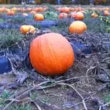Harris Hill Farm Pumpkin Patch & Hayride photo