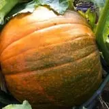 Harris Hill Farm Pumpkin Patch & Hayride photo