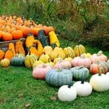 Harris Hill Farm Pumpkin Patch & Hayride photo