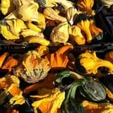 Harris Hill Farm Pumpkin Patch & Hayride photo