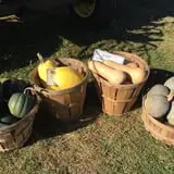 Harris Hill Farm Pumpkin Patch & Hayride photo