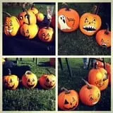 Harris Hill Farm Pumpkin Patch & Hayride photo