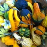 Harris Hill Farm Pumpkin Patch & Hayride photo