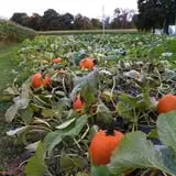 Harris Hill Farm Pumpkin Patch & Hayride photo