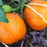 Harris Hill Farm Pumpkin Patch & Hayride photo