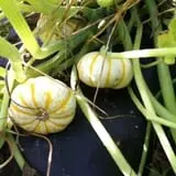 Harris Hill Farm Pumpkin Patch & Hayride photo