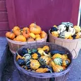 Harris Hill Farm Pumpkin Patch & Hayride photo