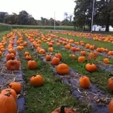 Harris Hill Farm Pumpkin Patch & Hayride photo