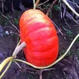 Harris Hill Farm Pumpkin Patch & Hayride photo
