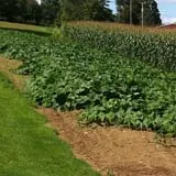 Harris Hill Farm Pumpkin Patch & Hayride photo