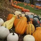 Harris Hill Farm Pumpkin Patch & Hayride photo