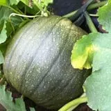 Harris Hill Farm Pumpkin Patch & Hayride photo