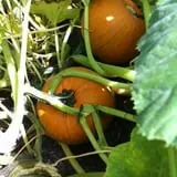 Harris Hill Farm Pumpkin Patch & Hayride photo