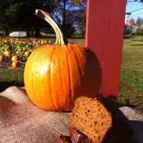 Harris Hill Farm Pumpkin Patch & Hayride photo