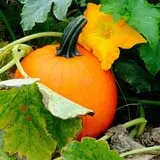 Harris Hill Farm Pumpkin Patch & Hayride photo