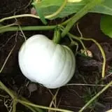 Harris Hill Farm Pumpkin Patch & Hayride photo