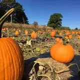 Harris Hill Farm Pumpkin Patch & Hayride photo